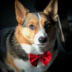 Close-up portrait of dog