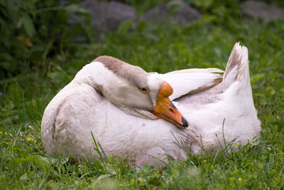 Close-up of duck on grass