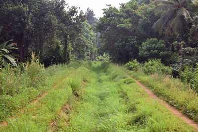 Scenic view of trees growing on field