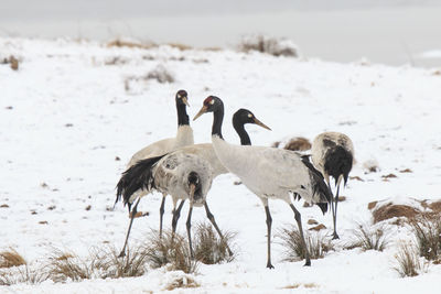 Black-necked cranes at frozen lakeshore