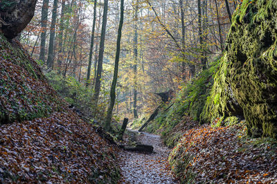 Plants and trees in forest during autumn