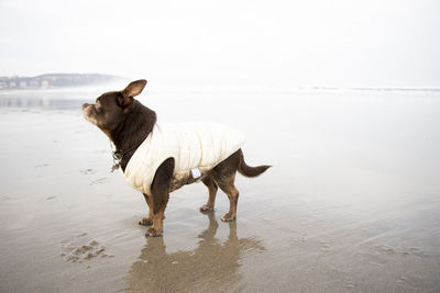 Portrait of chihuahua breed dog with coat on the beach
