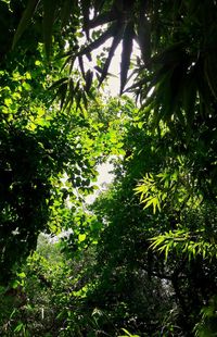 Low angle view of trees in forest