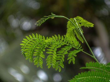 Close-up of fern leaves on tree