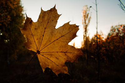 Close-up of dry maple leaves against sky