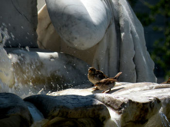 View of birds in water