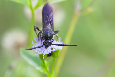 Close-up of insect on flower