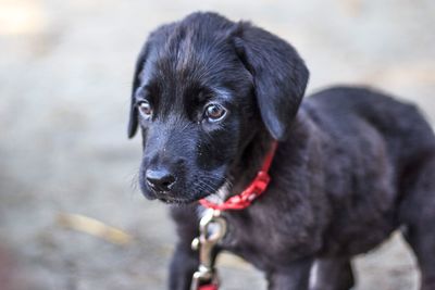 Black puppy looking away