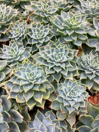 High angle view of prickly pear cactus