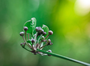 Close-up of flowering plant