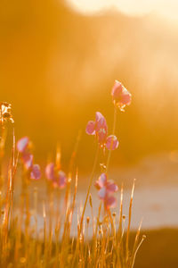 Close-up of flowering plant on field