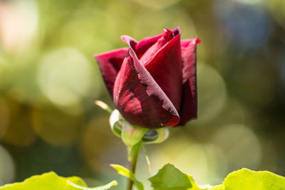 Close-up of red flower