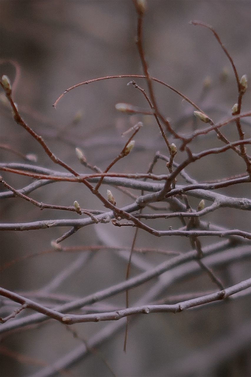 CLOSE-UP OF SNOW COVERED BARE TREE