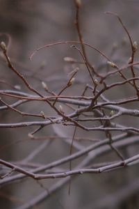 Close-up of snow on twig