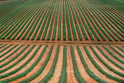 Full frame shot of agricultural field