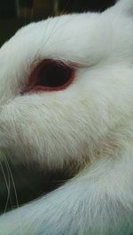 Close-up of cat