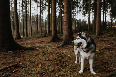 Dog in forest