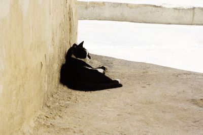 Dog resting on bed