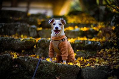 Portrait of dog on rock