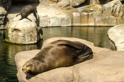 Seal lions resting on rock by lake at zoo