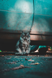 Portrait of cat sitting on floor