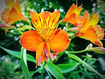 Close-up of orange flower