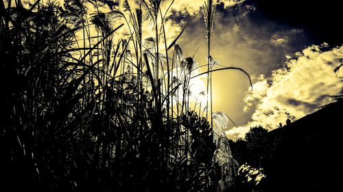 Silhouette plants against sky