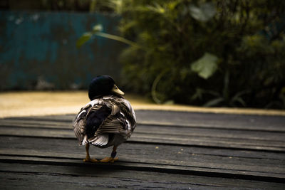 Close-up of bird perching on deck