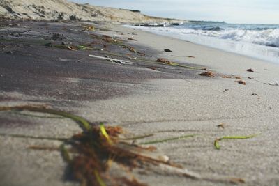 Close-up of beach against sky