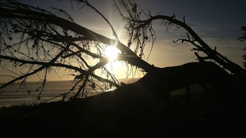 Silhouette of trees in park at sunset