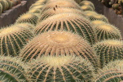 Close-up of cactus