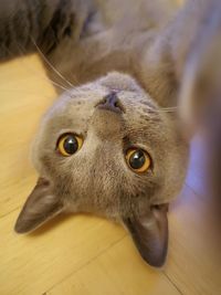 Close-up portrait of a dog