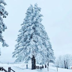 Snow covered pine tree in forest against sky