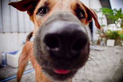 Close-up portrait of dog at home