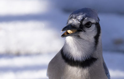 Close-up portrait of seagull