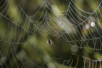 Close-up of spider on web