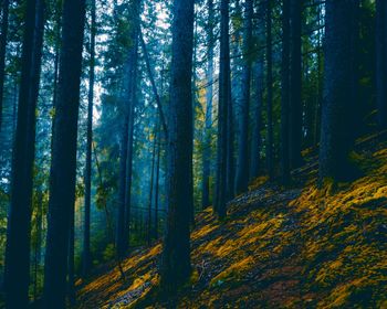 Pine trees in forest