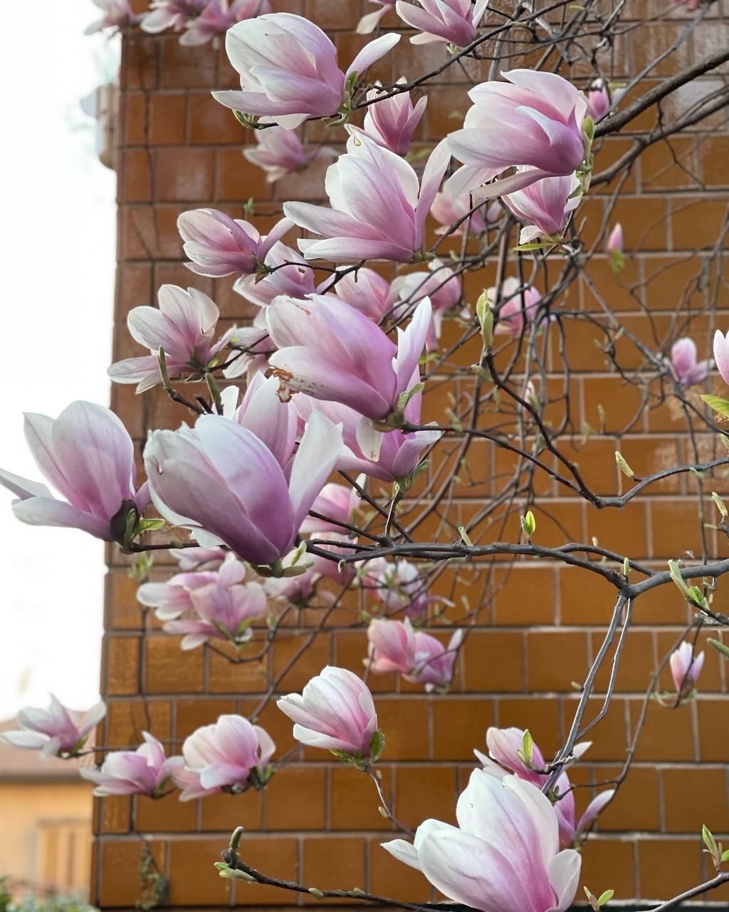 CLOSE-UP OF PINK FLOWERING PLANT AGAINST PURPLE WALL