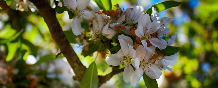 Close-up of cherry blossoms on branch