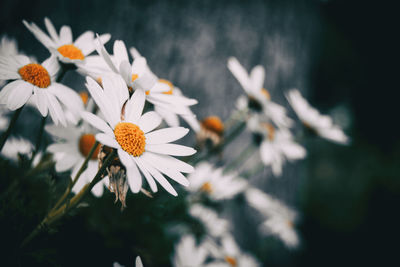 Close-up of white daisy flowers