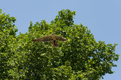 Low angle view of tree against sky