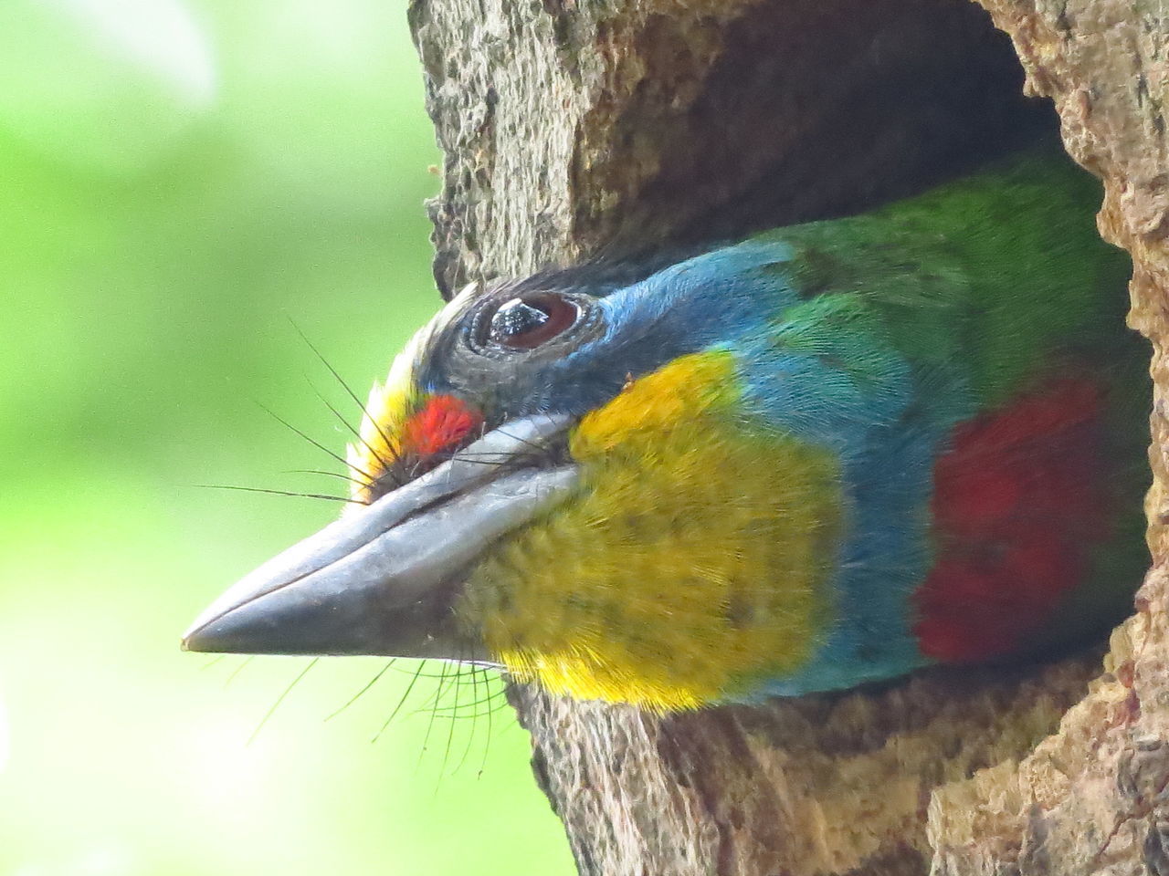 CLOSE-UP OF BIRD