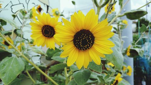 Sunflowers blooming outdoors