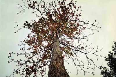 Low angle view of tree against clear sky