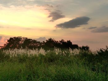 Plants growing on field against sky during sunset