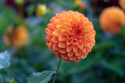 Close-up of orange dahlia flower