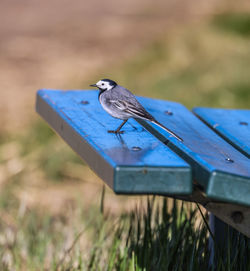 Close-up of bird perching on bench