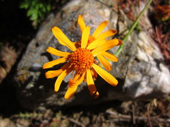 Close-up of yellow flower