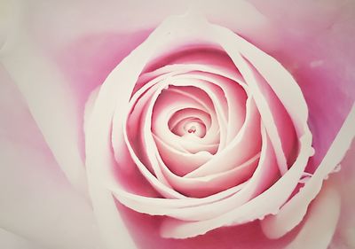 Macro shot of rose