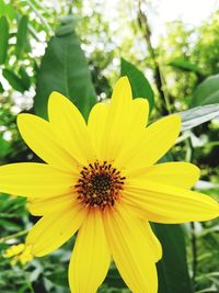 Close-up of yellow flower